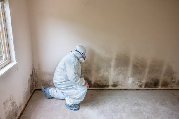 Best Mold Remediation  in Renville, MN