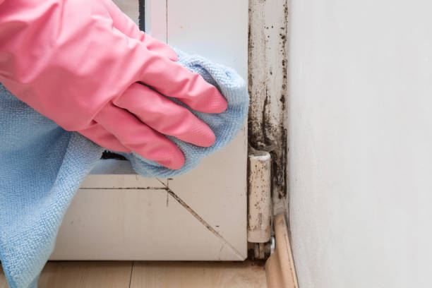 Best Certified Mold Removal  in Renville, MN